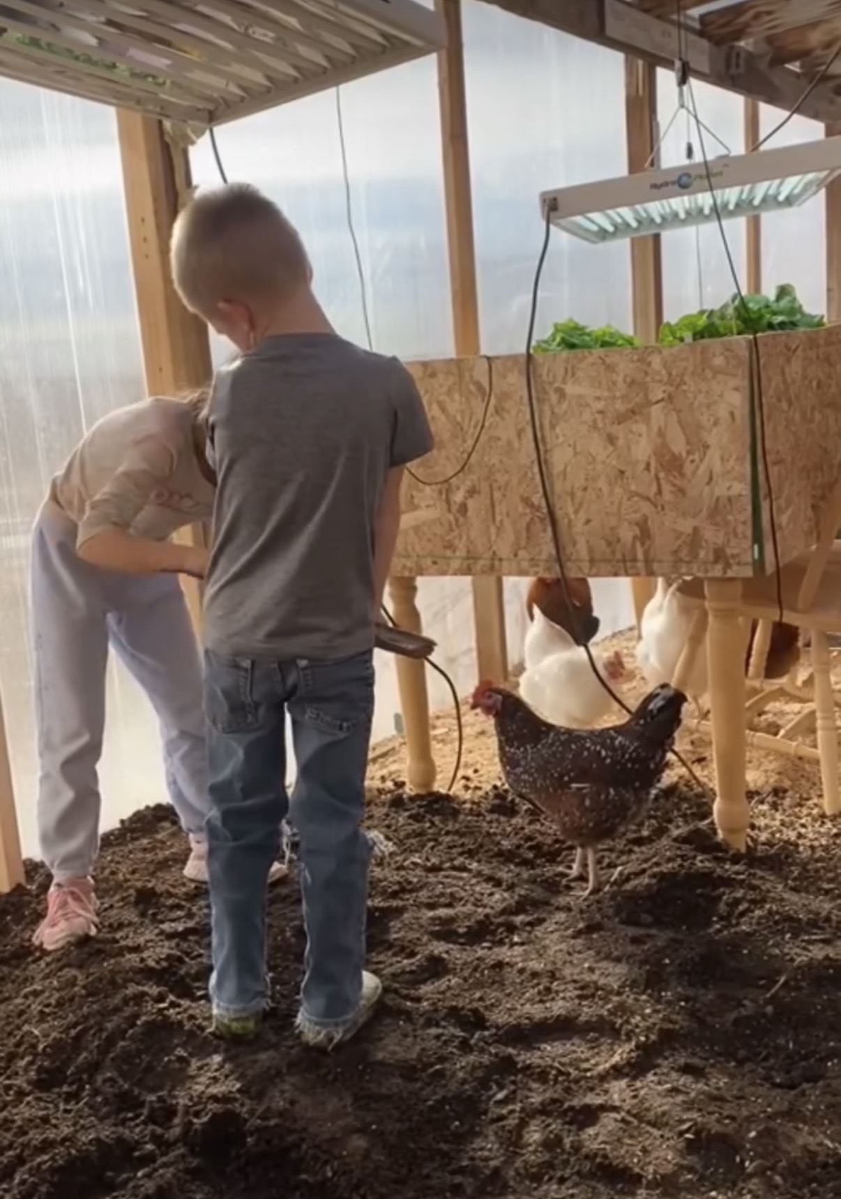Kids learning about chickens