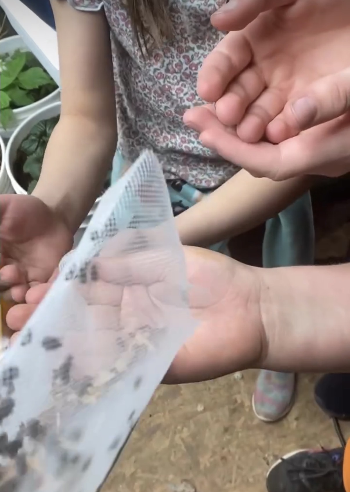 Children observing ladybugs