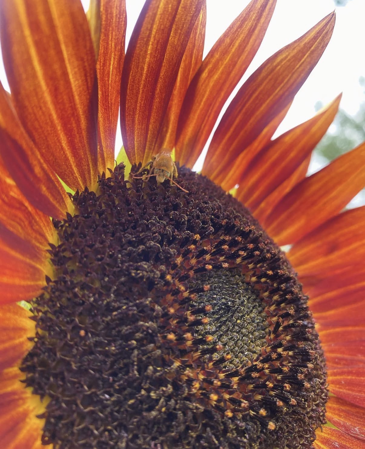 Large sunflower with bee pollinating