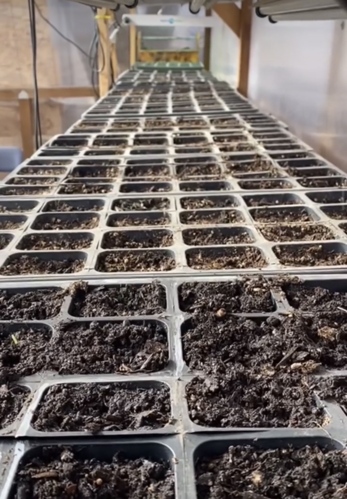 Planted seeds in soil