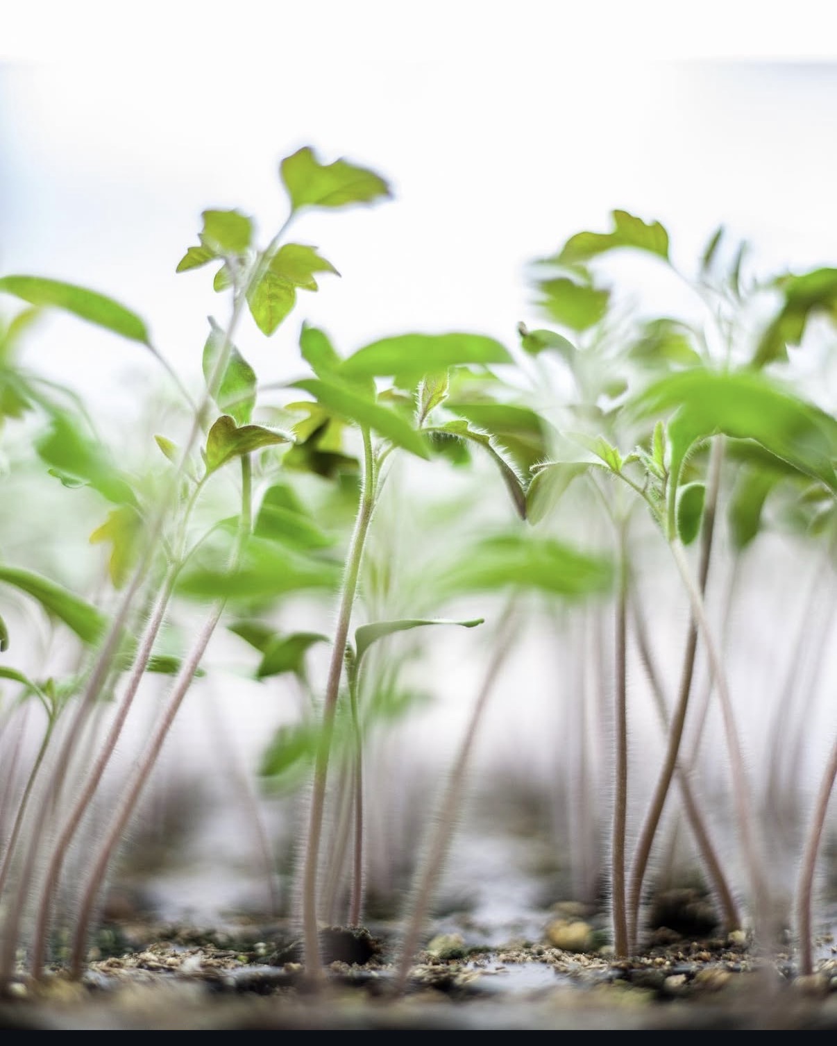 Healthy vegetable starts in greenhouse